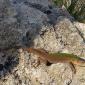 DSC_0012_kleiner-drache